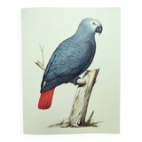 Old plate -Jaco or Grey Parrot- Animal illustration bird - vintage from 1970
