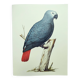 Old plate -Jaco or Grey Parrot- Animal illustration bird - vintage from 1970
