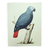 Old plate -Jaco or Grey Parrot- Animal illustration bird - vintage from 1970