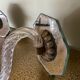 Paire Appliques Style Murano  50’
