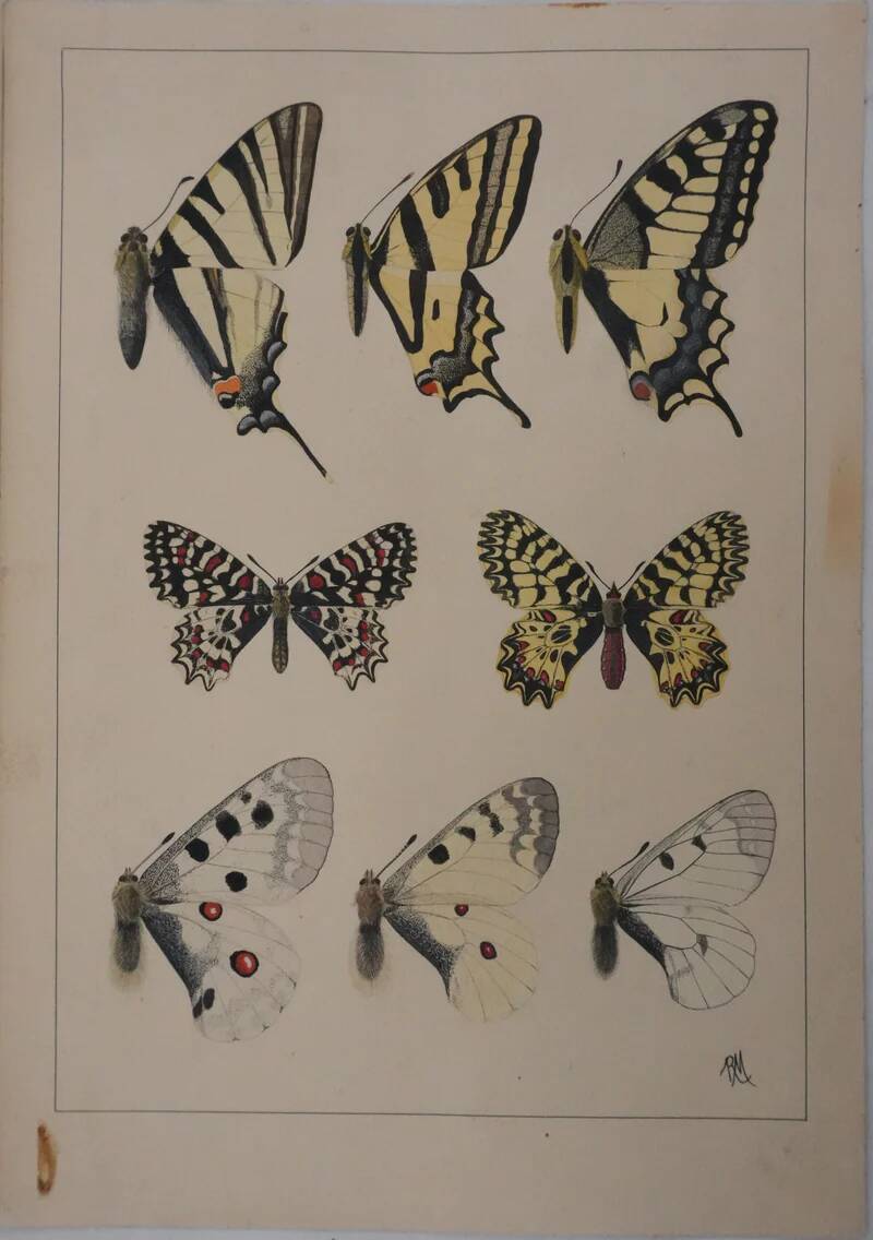 Roger metaye: yellow, black and white butterflies, original signed watercolour.