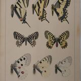 Roger metaye: yellow, black and white butterflies, original signed watercolour.