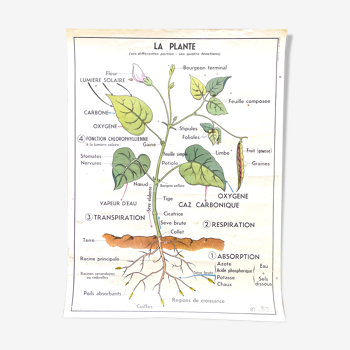 Affiche scolaire La plante, / la germination