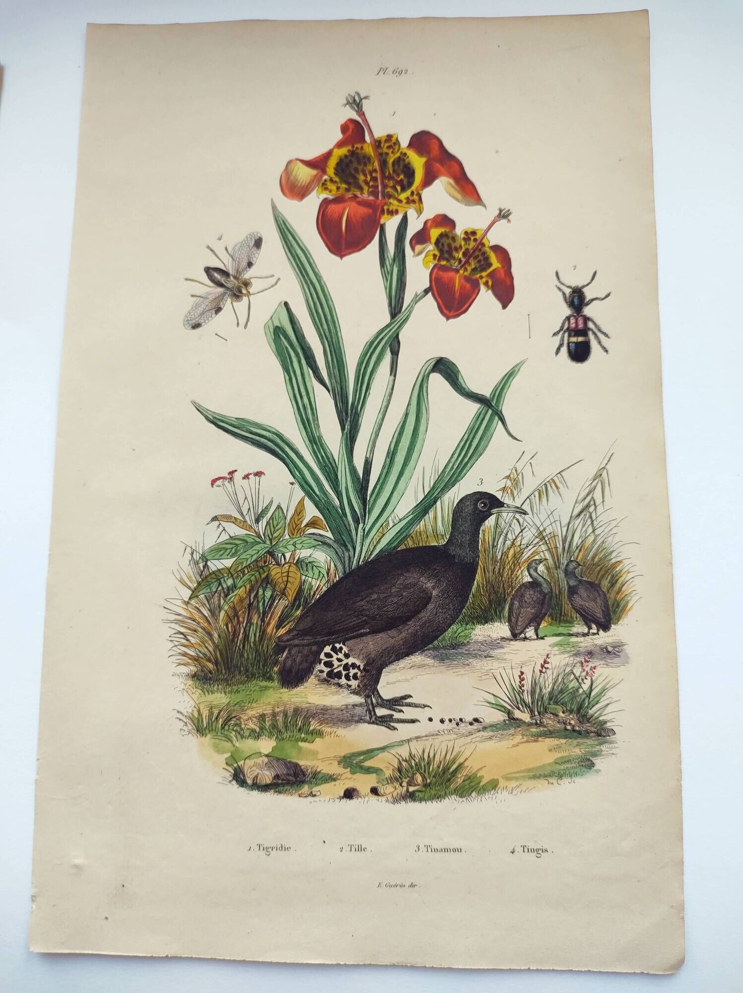 Old engraving from 1838 - Orchid and Tinamou - Zoological and botanical hand-colored plate
