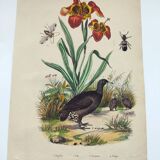 Gravure ancienne de 1838 -Orchidée et Tinamou- Planche coloriée à la main zoologique et botanique