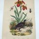 Old engraving from 1838 - Orchid and Tinamou - Zoological and botanical hand-colored plate