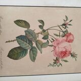 Lithograph Redouté rosa centifolia foliacea