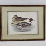 Pintail Duck engraving XIXth