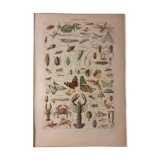 Lithograph on arthropods from 1922