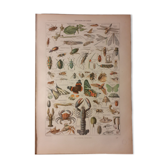 Lithographie sur les arthropodes de 1922