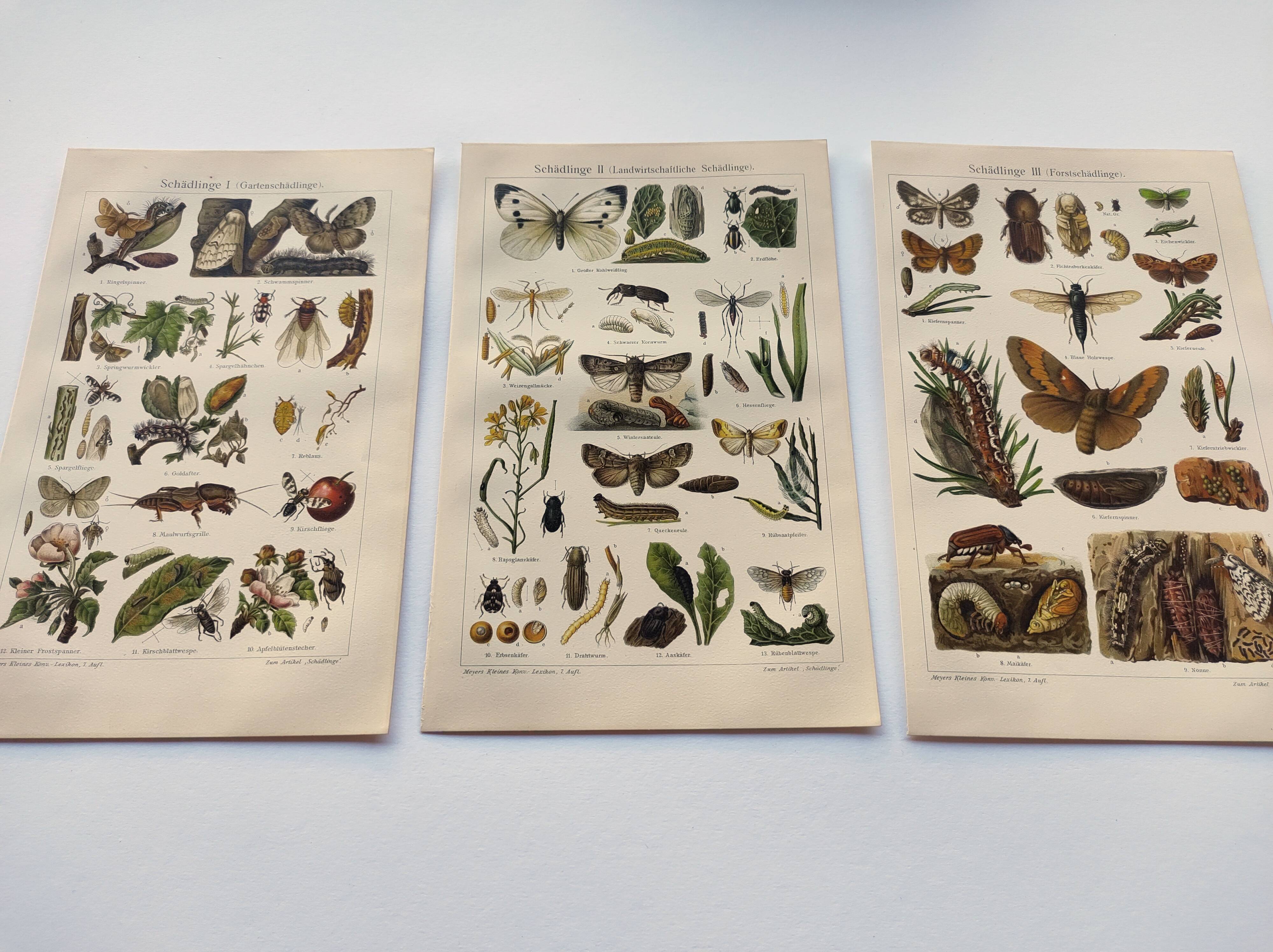 3 Engravings from 1909 - So-called "harmful" insects - Old entomological plates