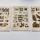 3 Engravings from 1909 - So-called "harmful" insects - Old entomological plates