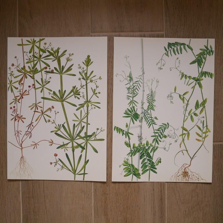 Set of 2 botanical boards Geigy