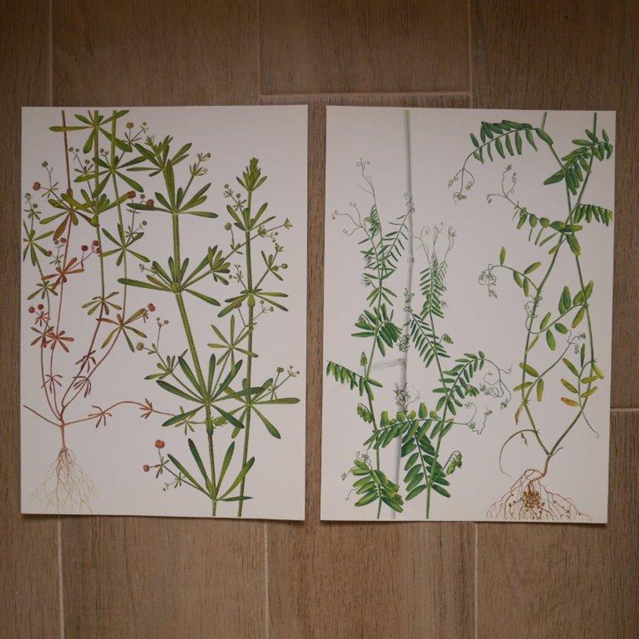 Set of 2 botanical boards Geigy