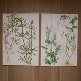 Set of 2 botanical boards Geigy