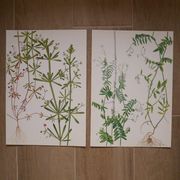 Set of 2 botanical boards Geigy