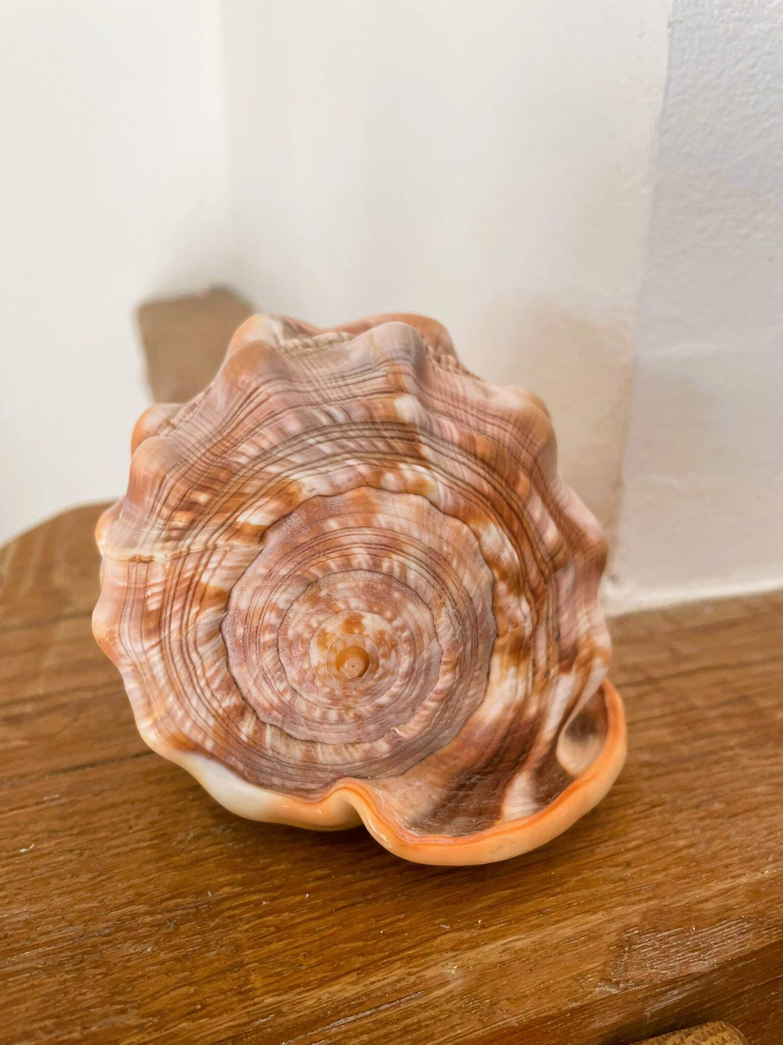 Large seashell: Cypraecassis rufa