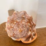 Large seashell: Cypraecassis rufa