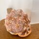 Large seashell: Cypraecassis rufa