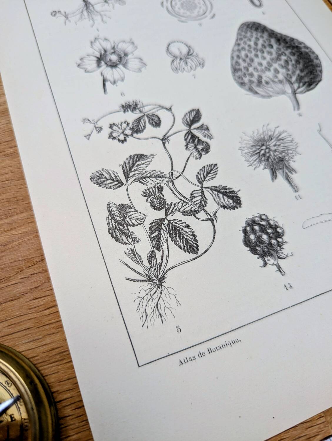 Vintage botanical plate printed in 1889, Fragariaceae.