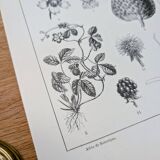 Planche botanique vintage imprimée en 1889, les Fragariées.