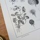 Vintage botanical plate printed in 1889, Fragariaceae.