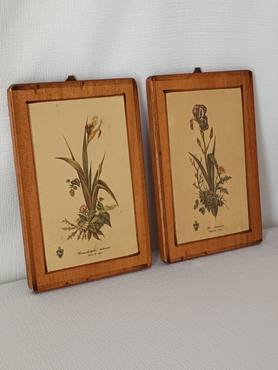 Vintage botanical boards frames