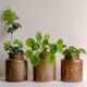 Old mustard pots