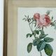 Floral illustration