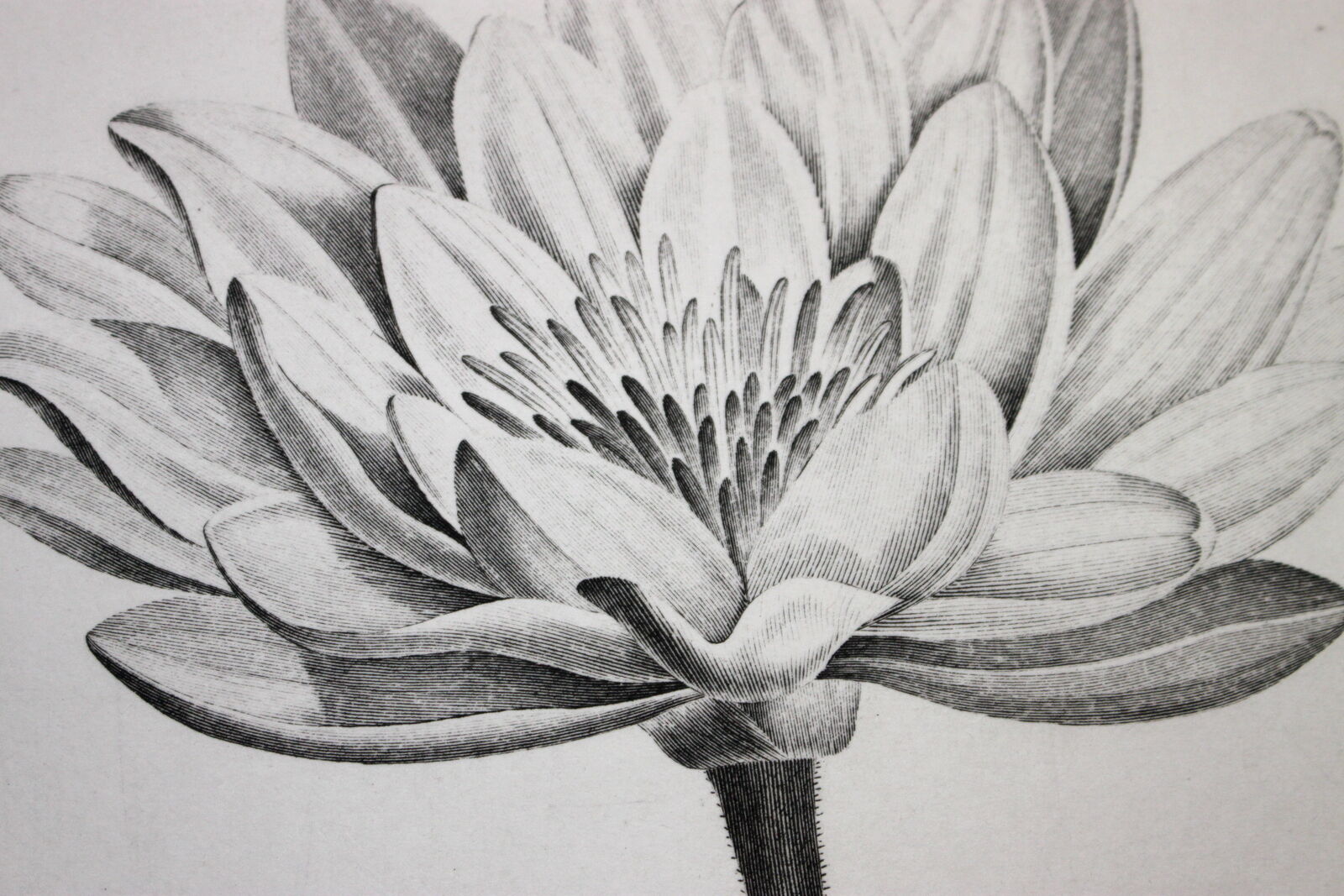 Gravure fleur - planche original de la "chalcographie du louvre" 1800 - lotus nymphæa