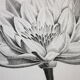 Gravure fleur - planche original de la "chalcographie du louvre" 1800 - lotus nymphæa