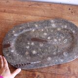 Large fossil stone plateau – ammonites and orthoceras