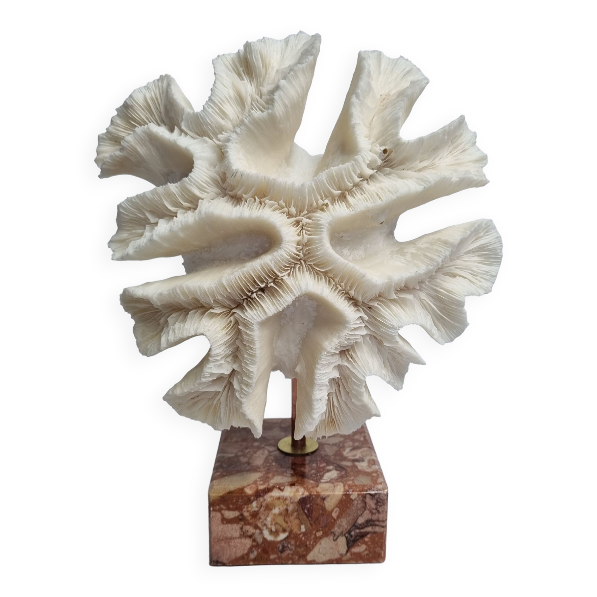 Old white coral "méandrine" on marble base, 25 cm