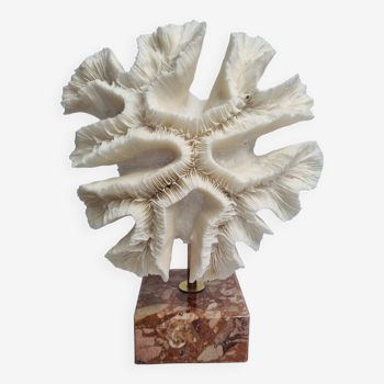 Ancien corail blanc "méandrine" sur socle en marbre, 25 cm