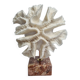 Old white coral "méandrine" on marble base, 25 cm