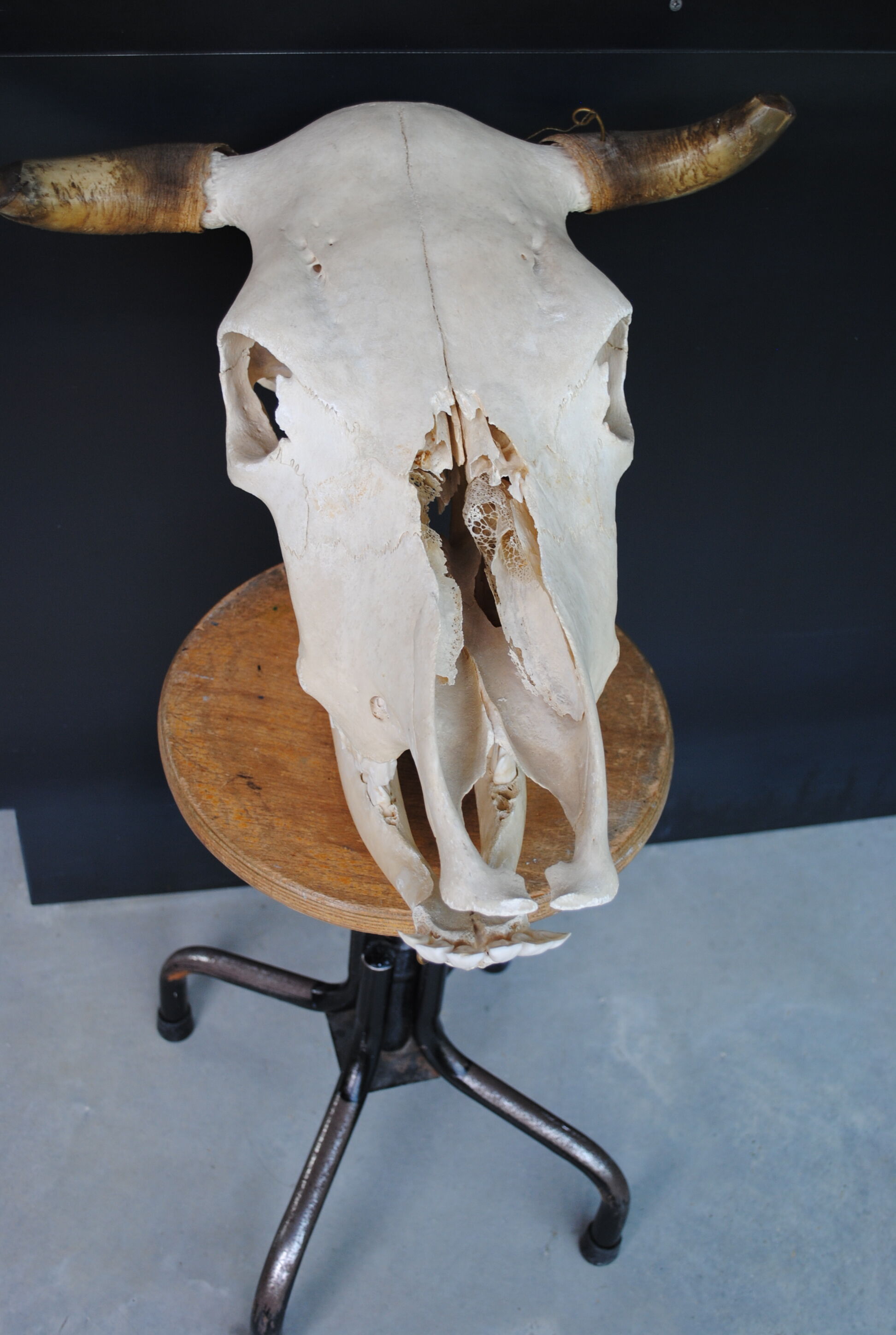 Skull of bovine