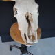 Skull of bovine