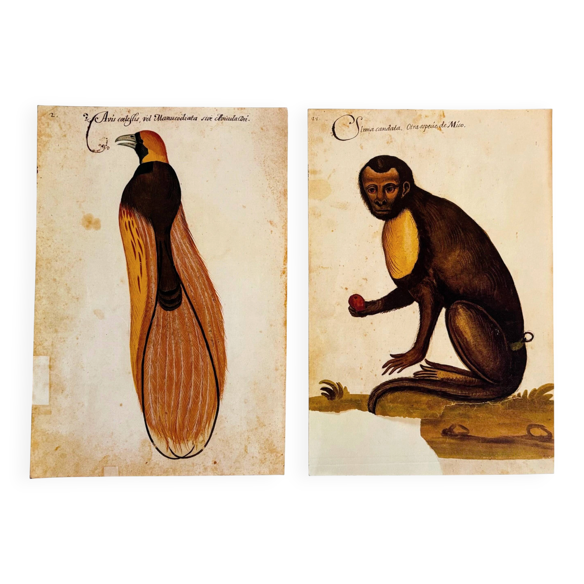 Impressions of the natural history of the Renaissance, pair of facsimiles of the Codex Pomar, 1990s.