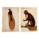 Impressions of the natural history of the Renaissance, pair of facsimiles of the Codex Pomar, 1990s.
