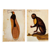 Impressions de l'histoire naturelle de la Renaissance, paire de fac-similés du Codex Pomar, années 1990.