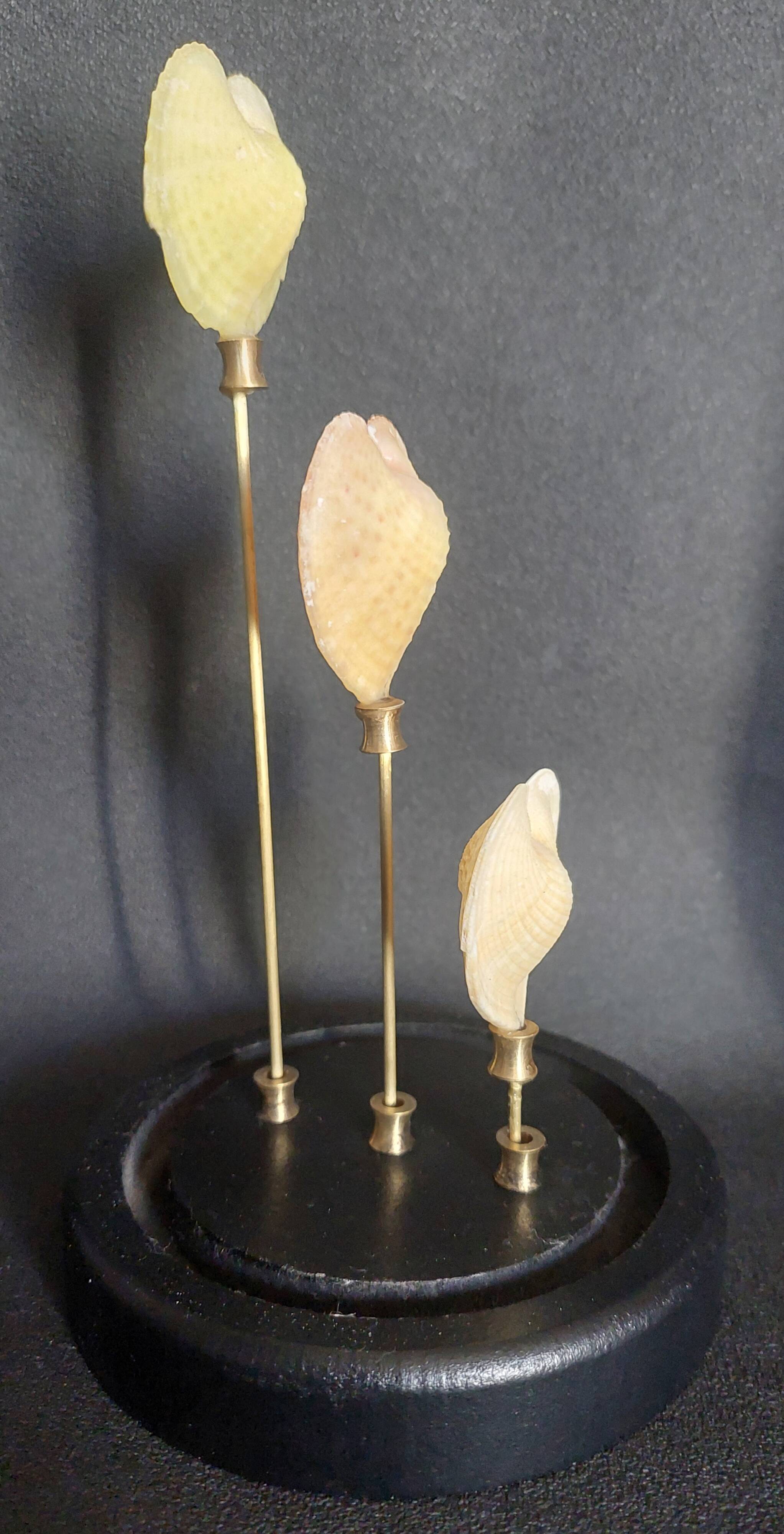 Curiosity cabinet globe with Venus heart shells corculum cardiss