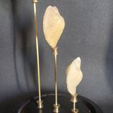 Curiosity cabinet globe with Venus heart shells corculum cardiss