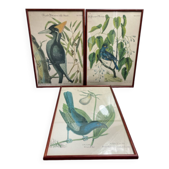 Ornithological posters