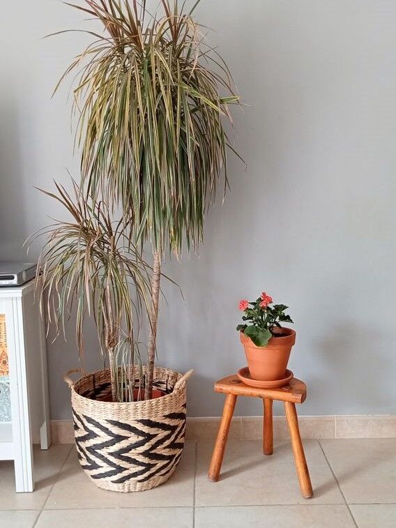 Tripod stool in solid wood years 40/50