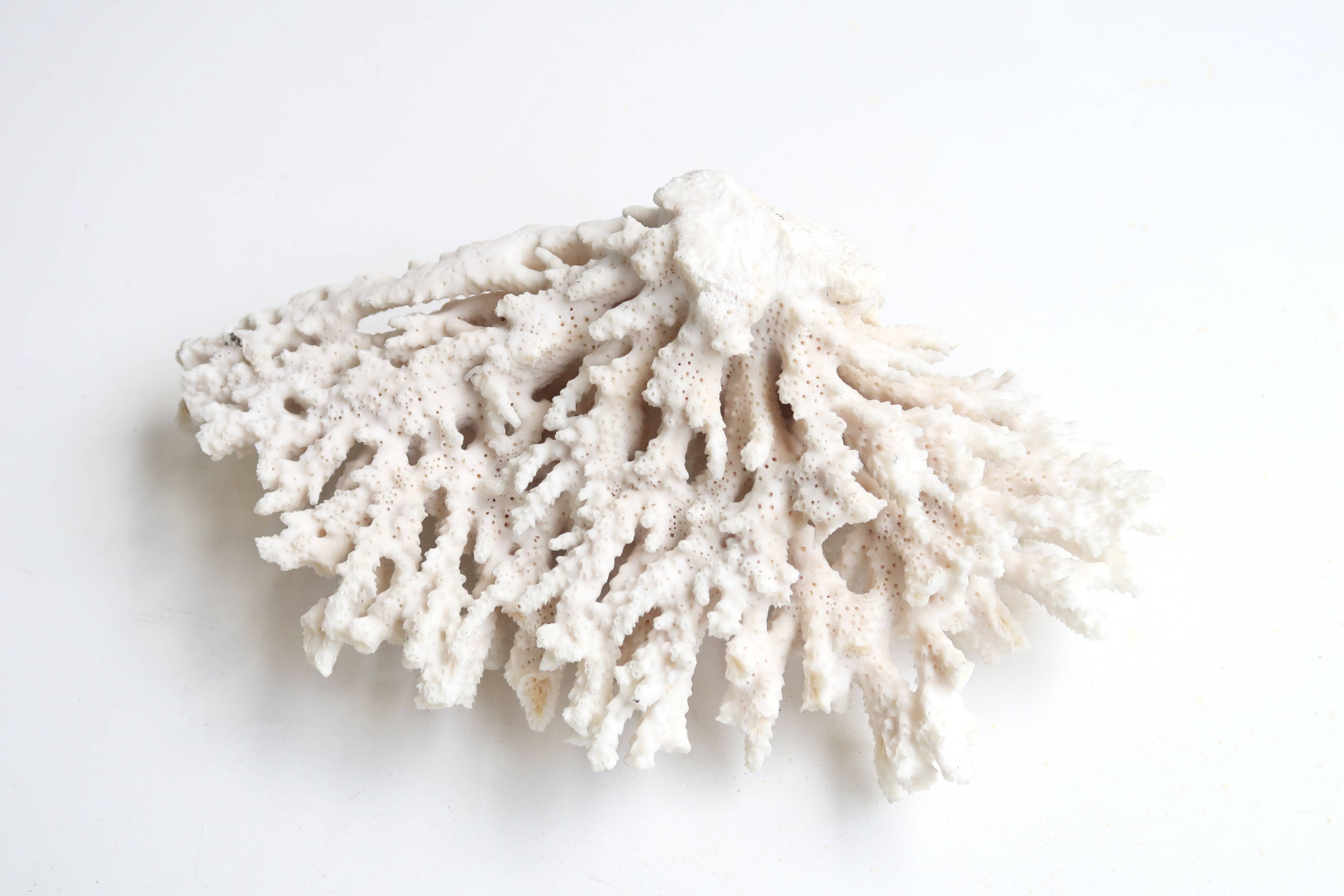 White coral, 70s