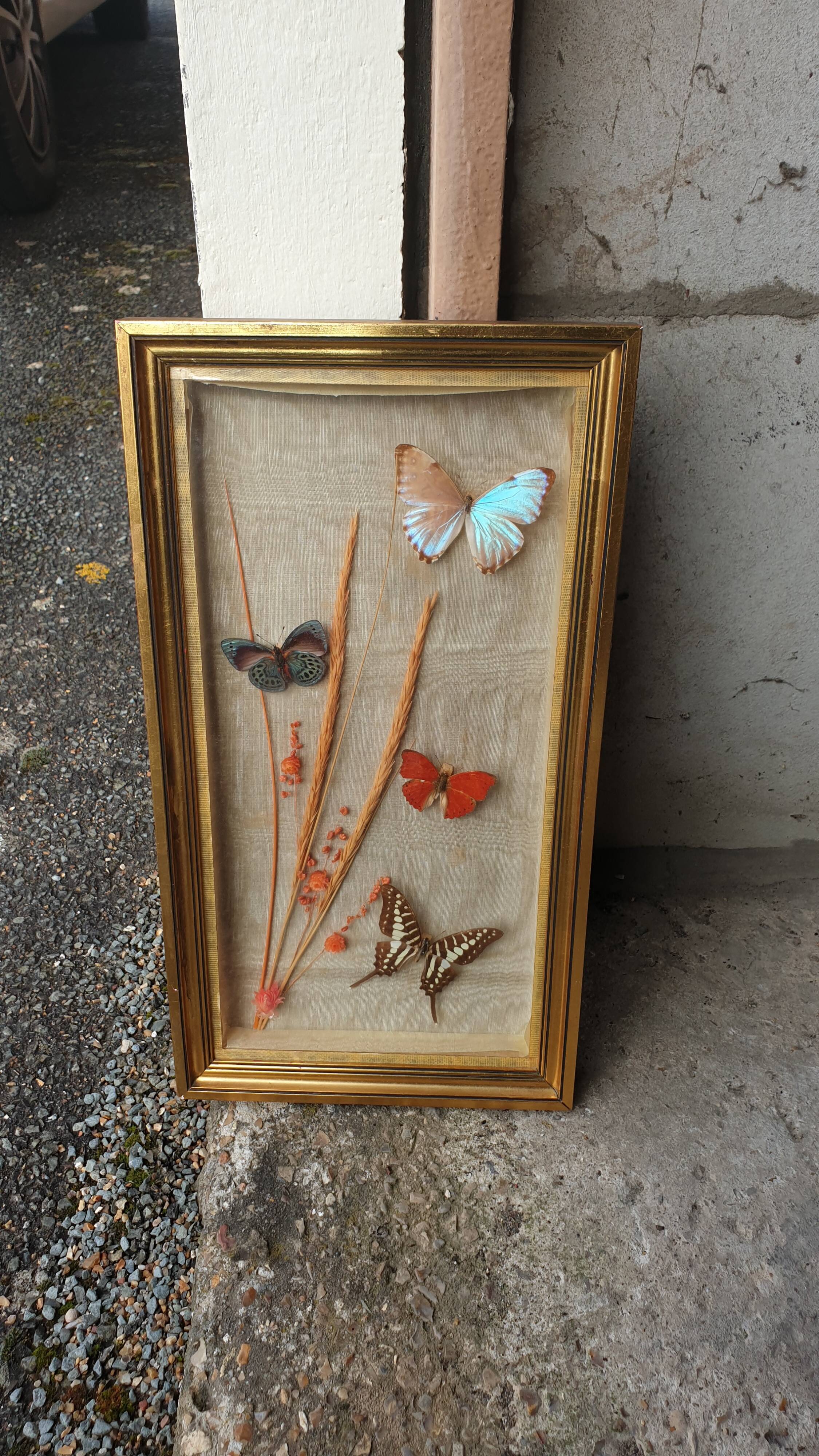 Butterflies under frame