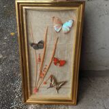 Butterflies under frame