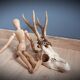 Deer trophy