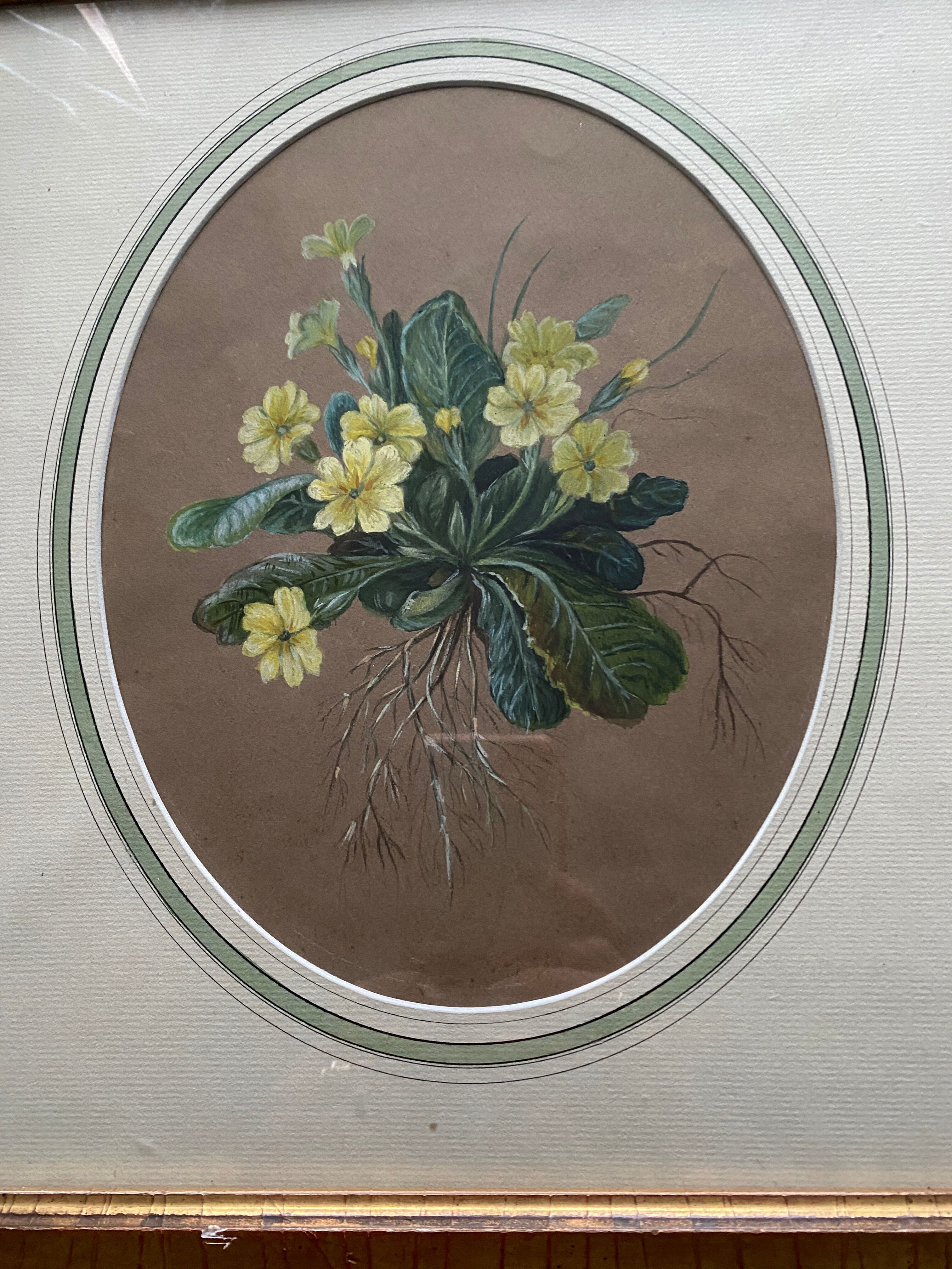 Watercolor "Primroses" XIX