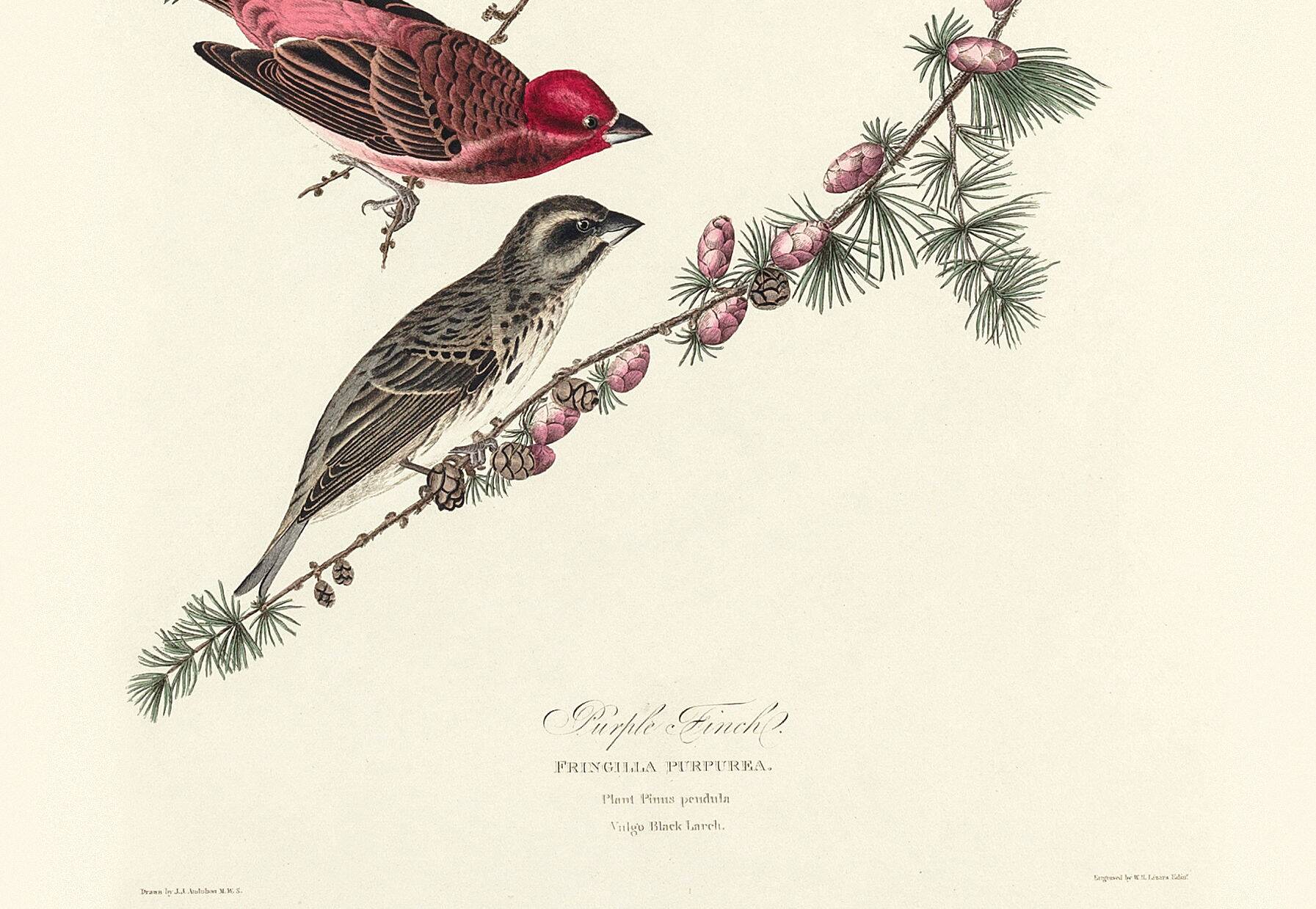Poster about the Purple Rosefinch, based on an old engraving from 1827.